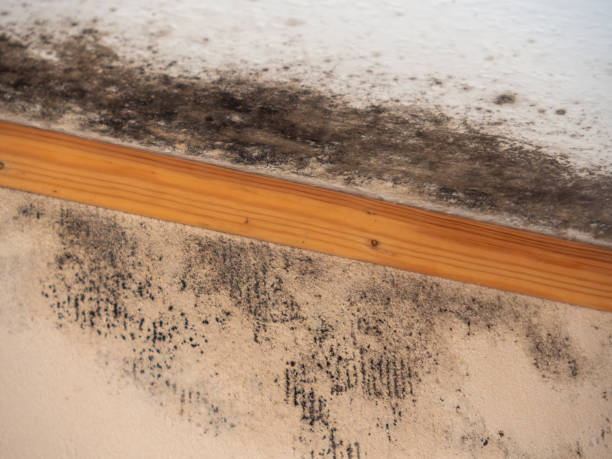Best Attic Mold Removal  in West Simsbury, CT
